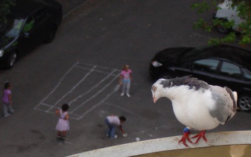 Porumbelul voiajor care mi-a intrat pe fereastra