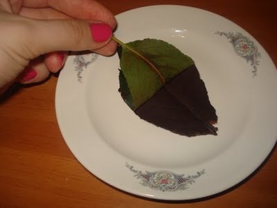 Frunze de ciocolata