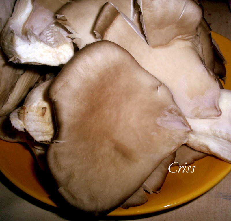 Pleurotus pane