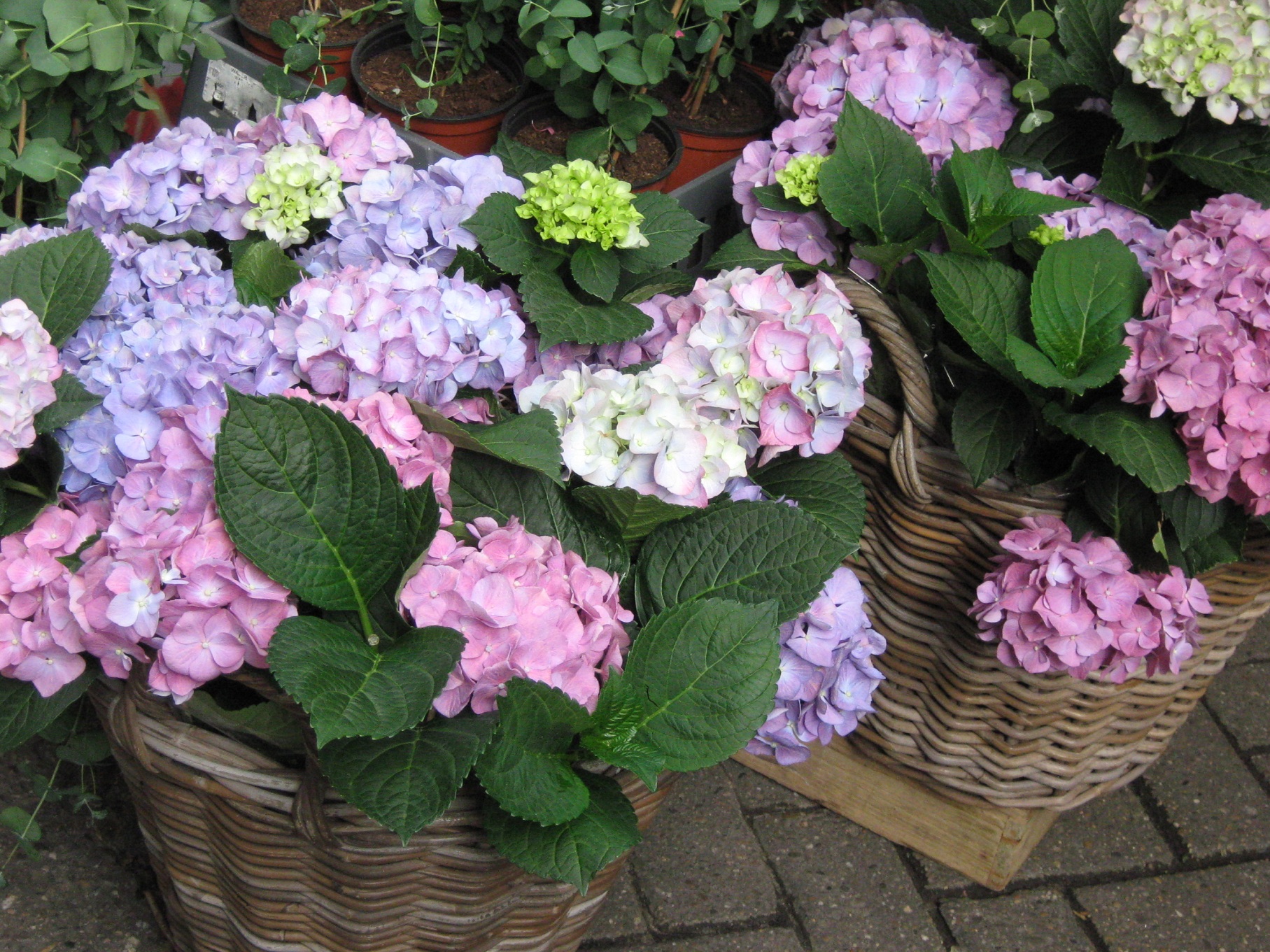 Simfonia  florilor-Piata plutitoare de flori Amsterdam