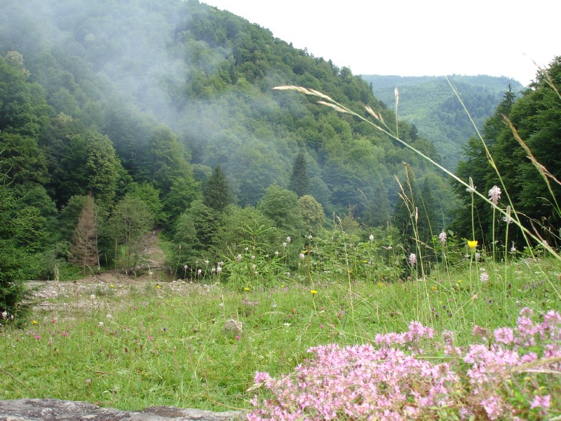 Cu mocanita pe Valea Vaserului