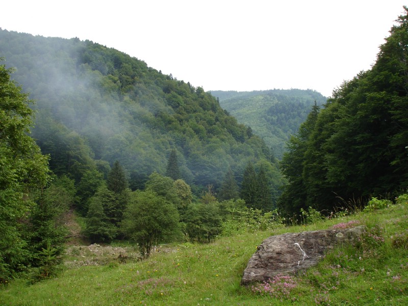 Cu mocanita pe Valea Vaserului