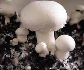 Cateva curiozitati legate de ciuperci