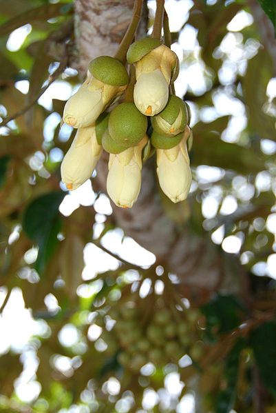 Durian