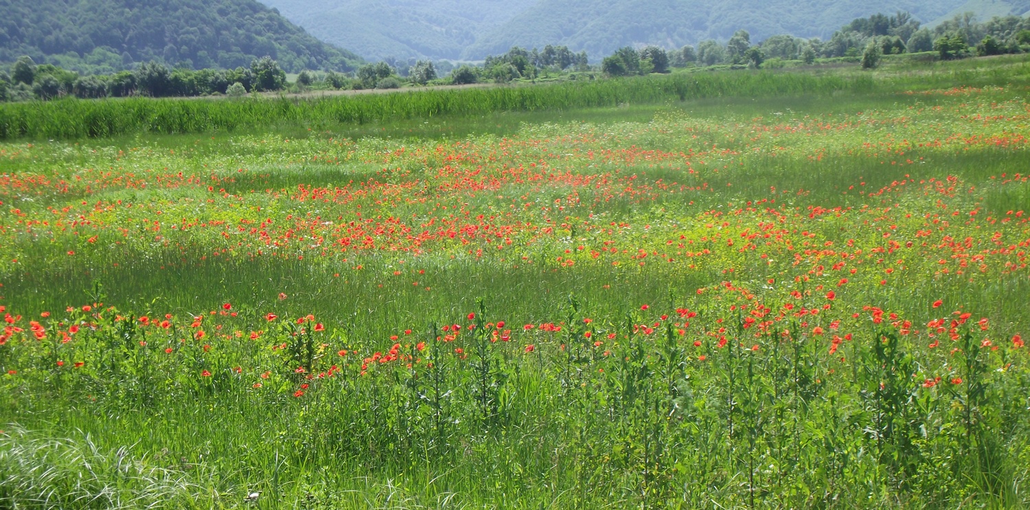 Pauză