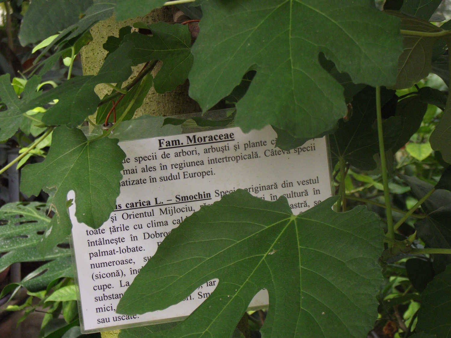 Bucătăraş hai –hui – Grădina Botanică „Vasile Fati” Jibou