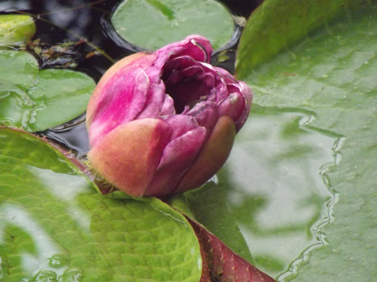 Bucătăraş hai –hui – Grădina Botanică „Vasile Fati” Jibou