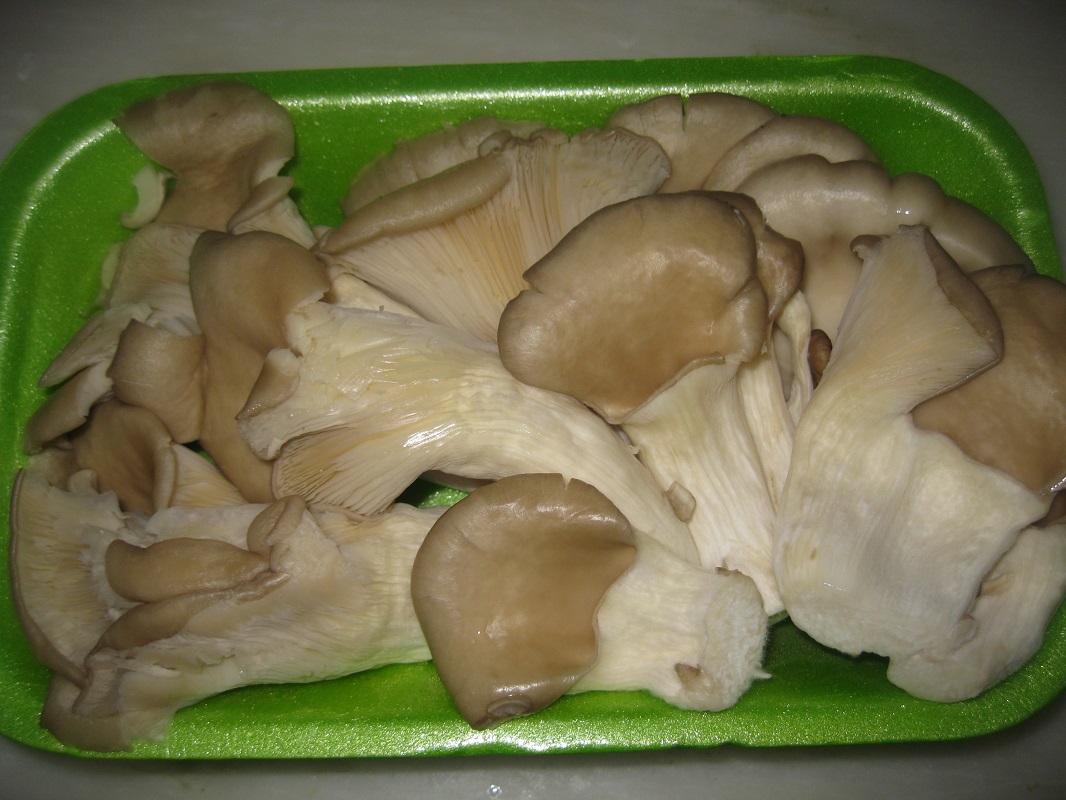 Ciuperci Pleurotus pane