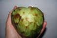 Cherimoya-2