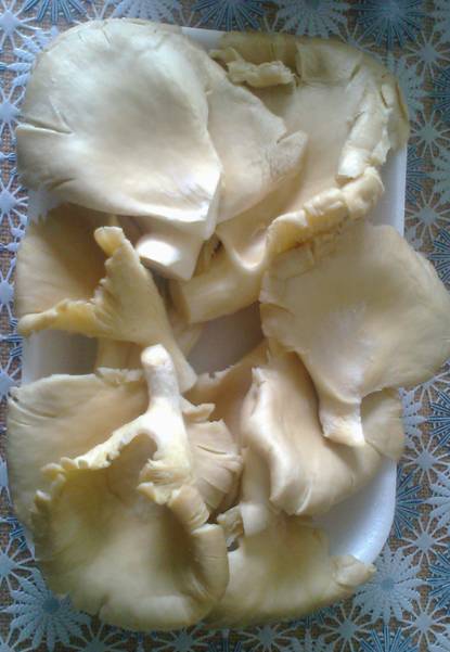 Pleurotus pane