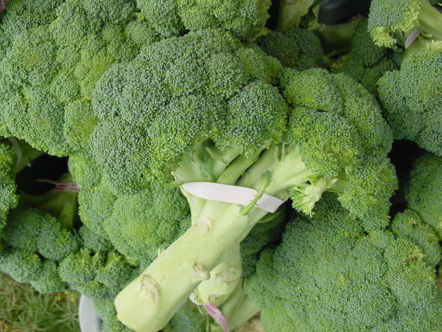 Broccoli