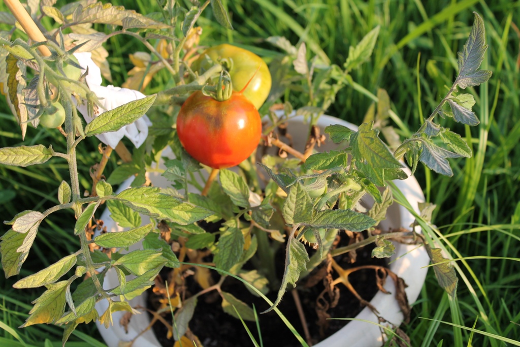 5 lucruri pe care le-a invatat fiul meu cultivand cateva rosii ....