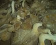 Pleurotus la cuptor cu parmezan ras si mujdei de usturoi-3