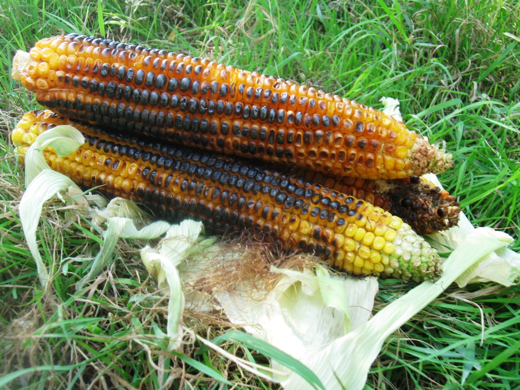 Porumb copt (la gratar)