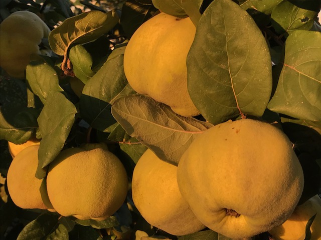 Desert placinta taraneasca cu gutui