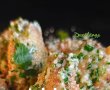 Aripioare de pui cu unt și parmezan - Delicioase și aromate-0